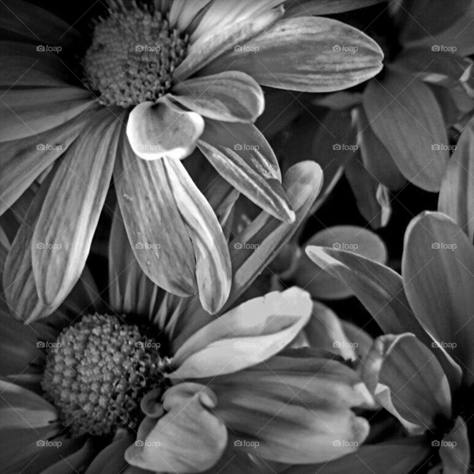 Flower, Monochrome, Nature, Flora, Floral