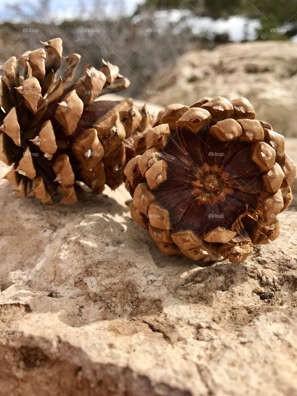 Two Pine Cones on Rock