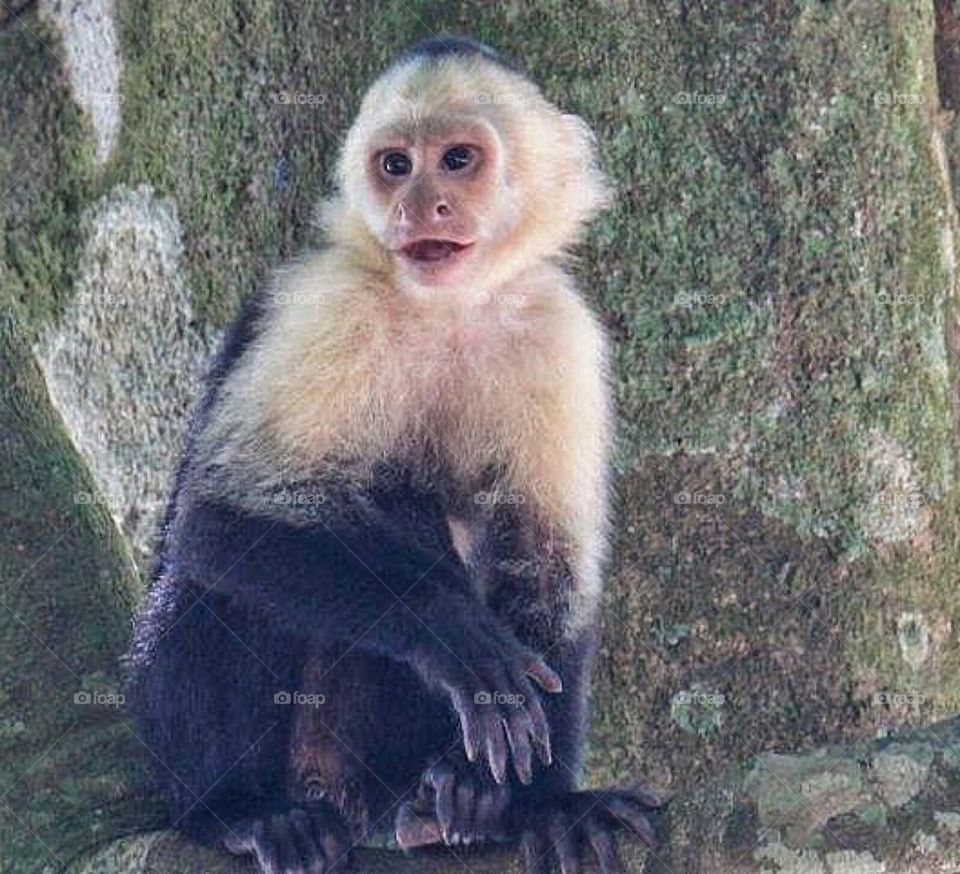 White-throated Capuchin 