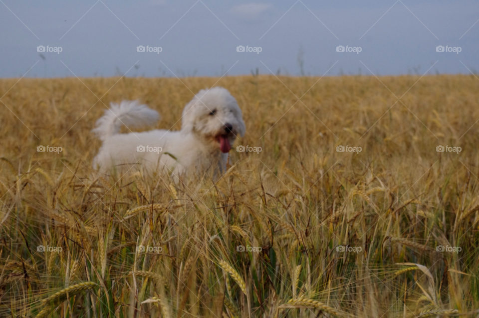 field outdoors dog family by gaillewisbraznell