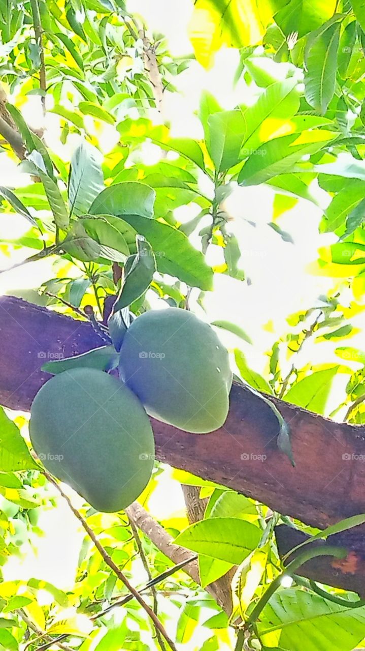 delicious mango fruit