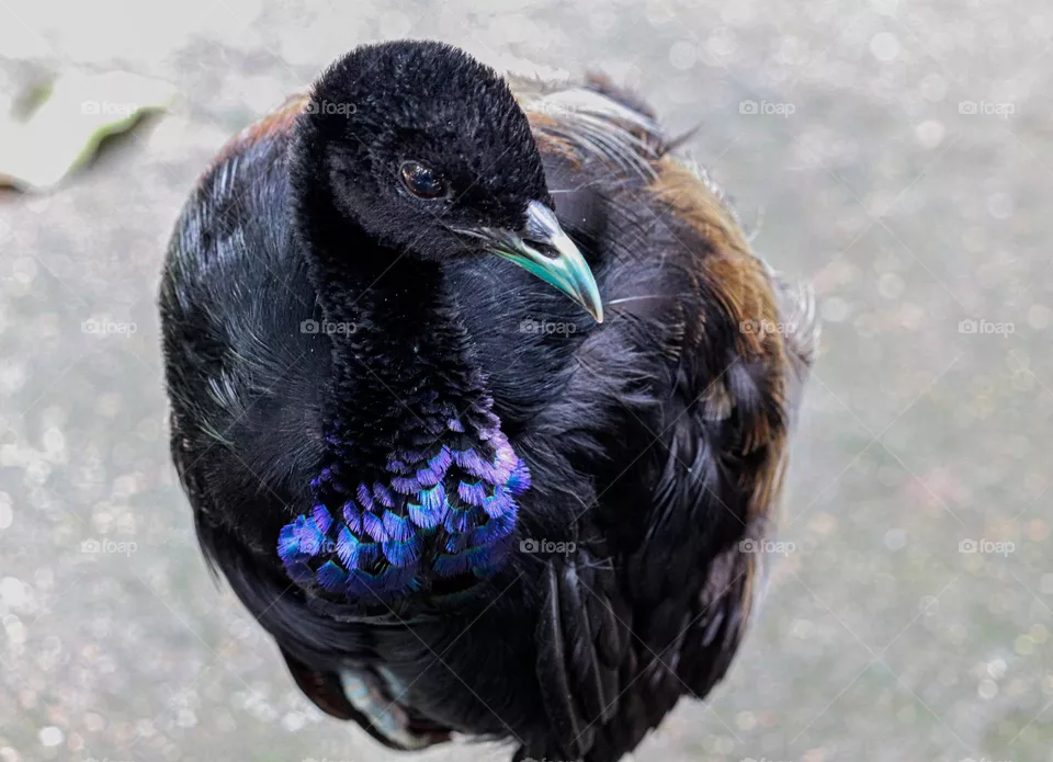 Black tropical bird