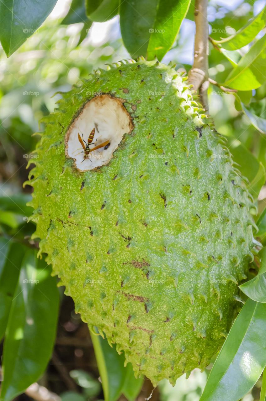 Wasp Eating Soursop