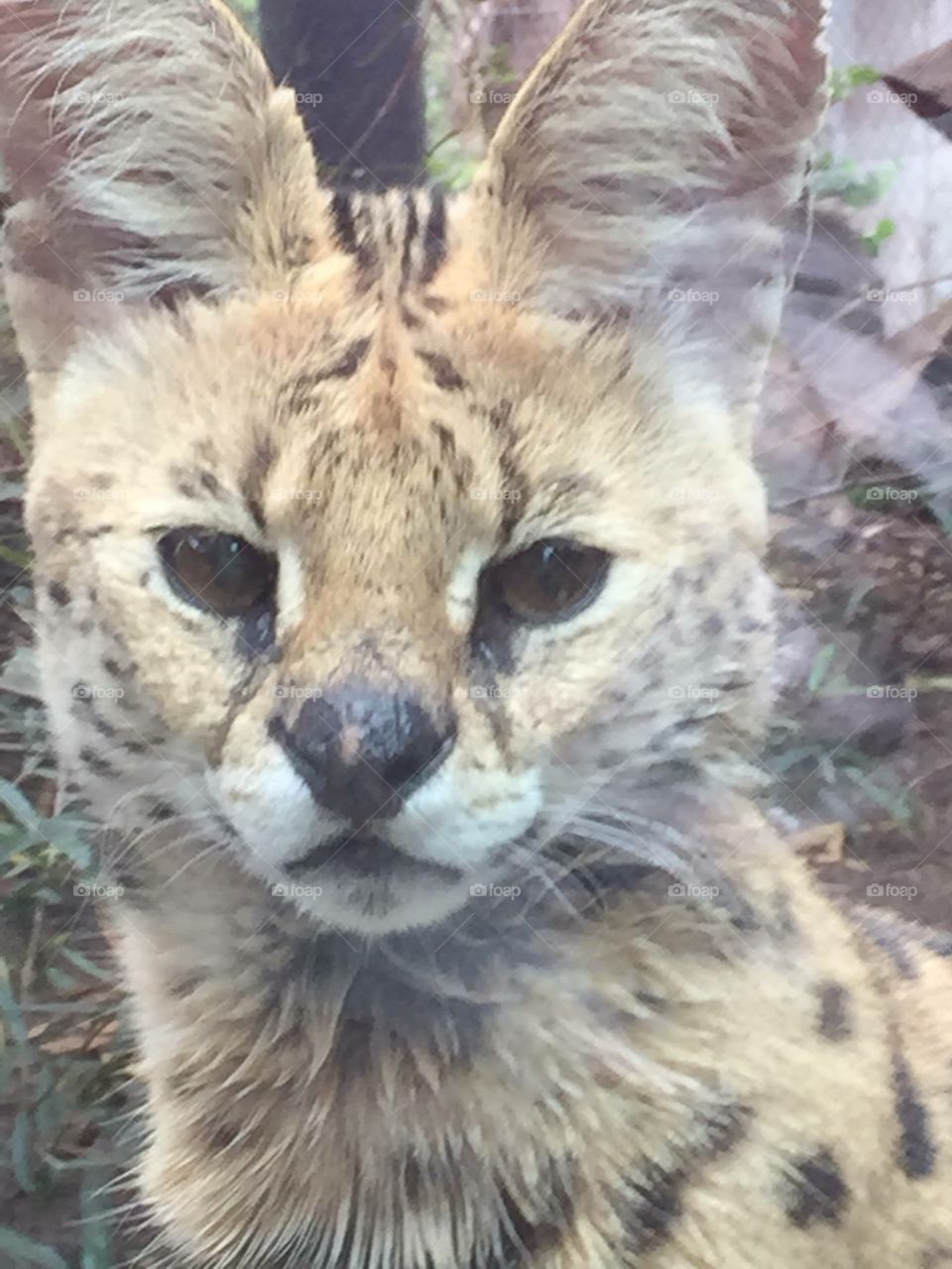 Serval. As zoo