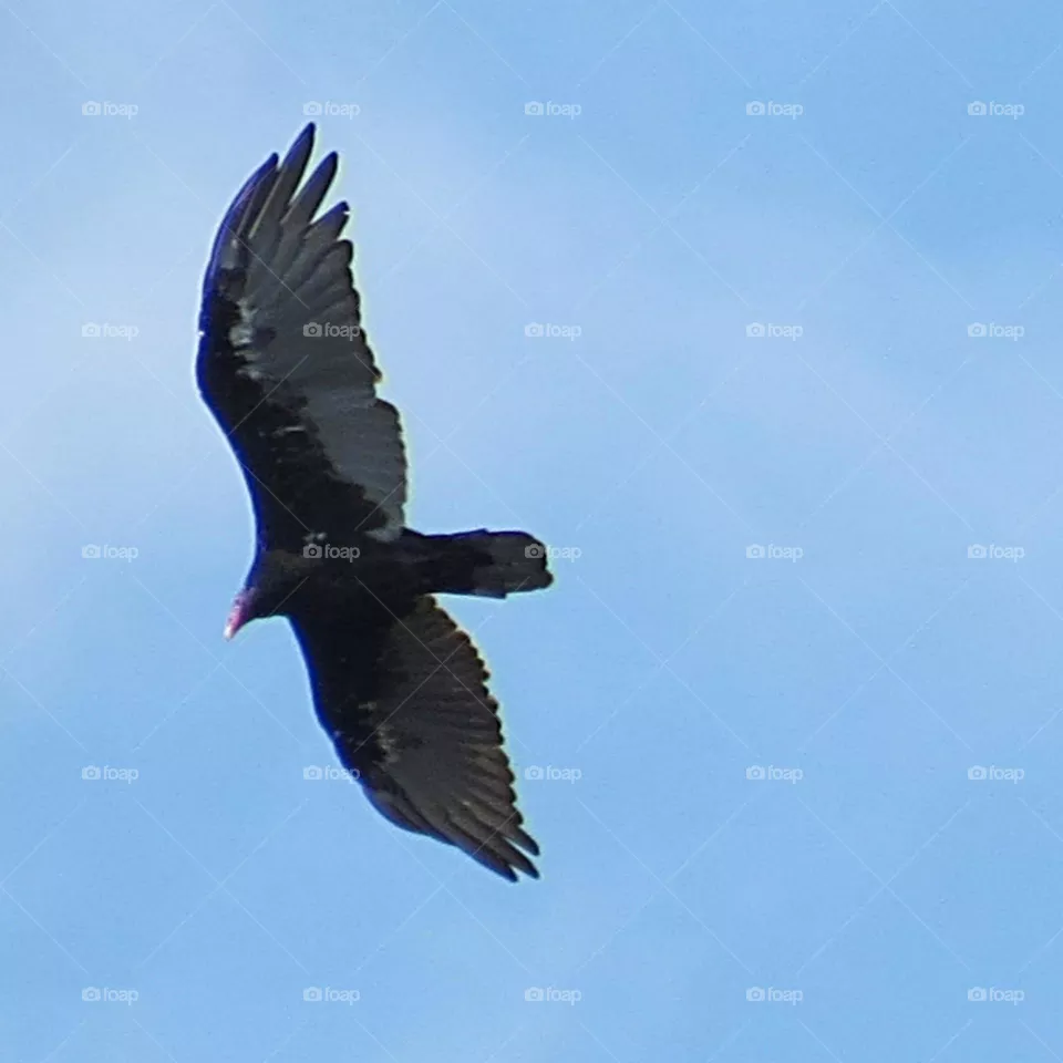 Vulture