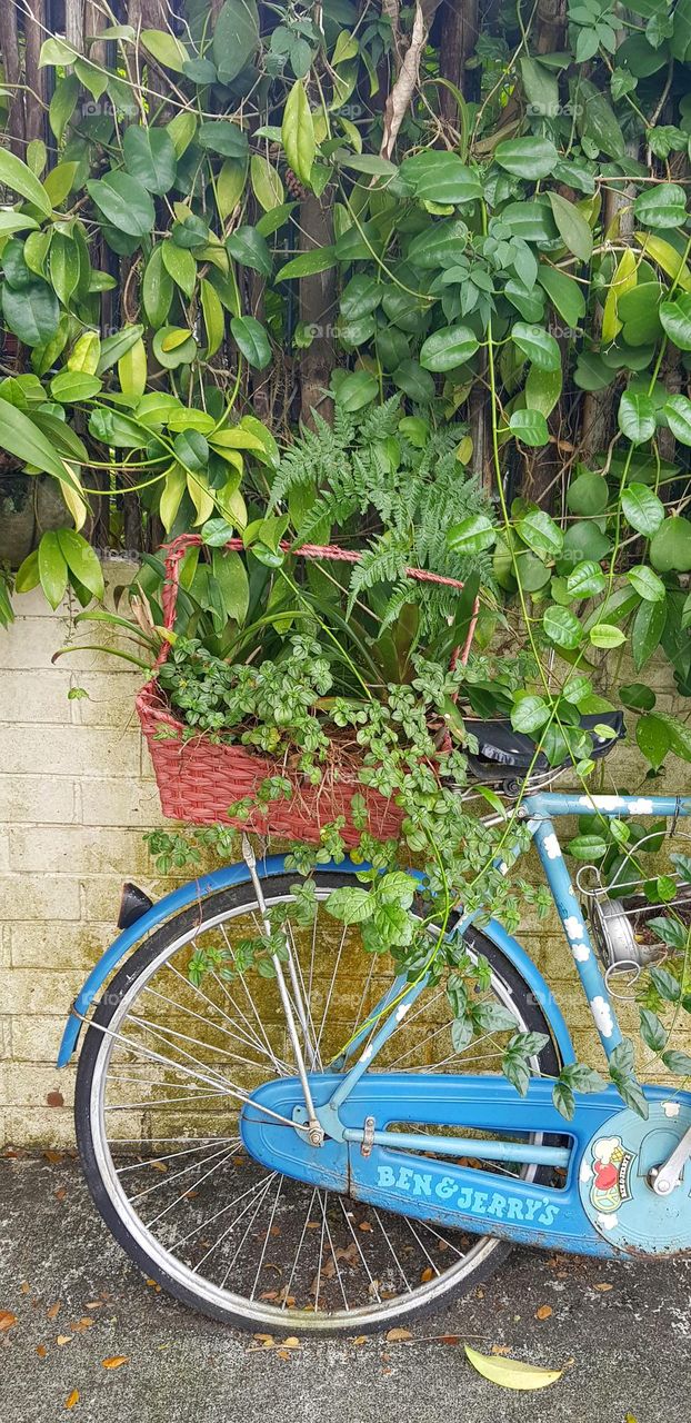 basket with lots of plants on blue single bicycle