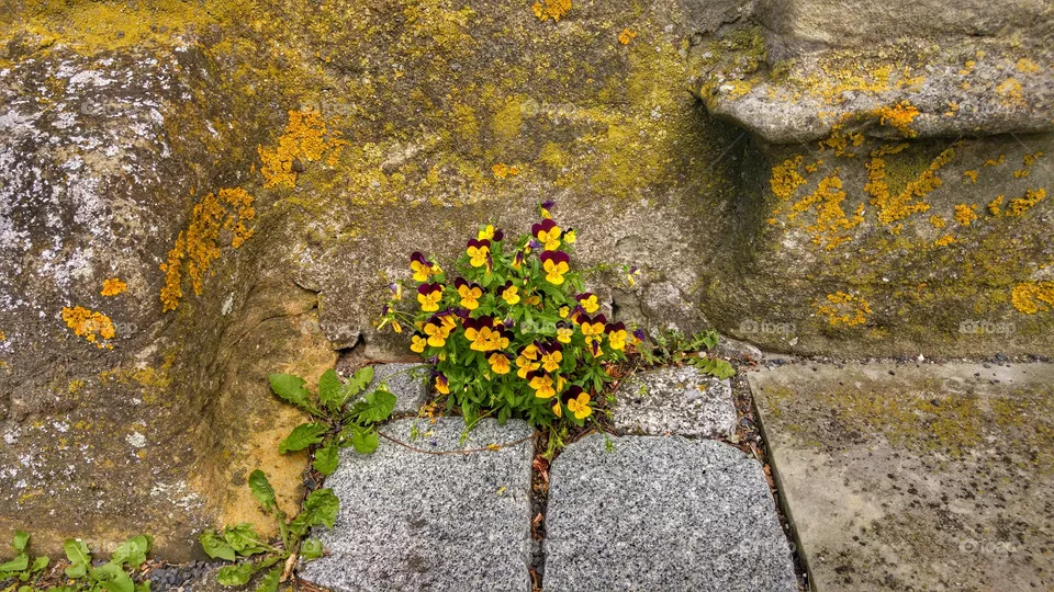 pansy