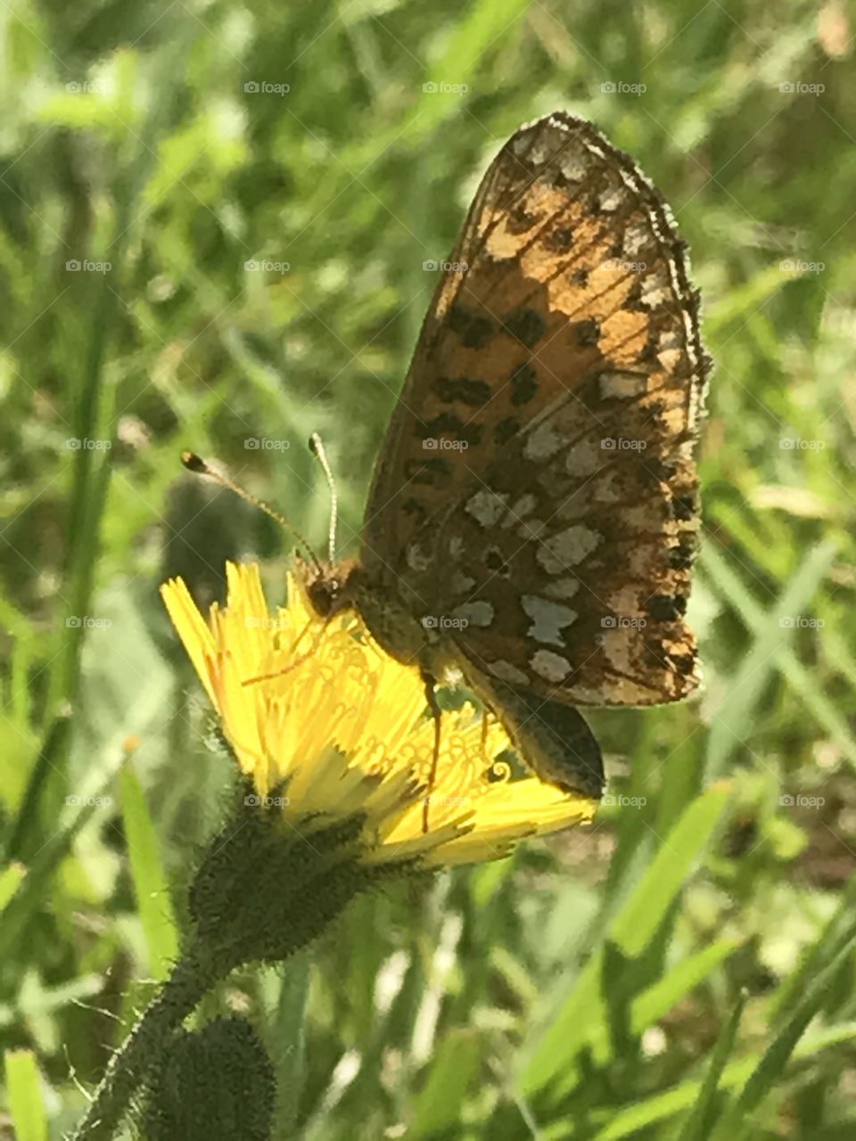 Butterfly / Mariposa 