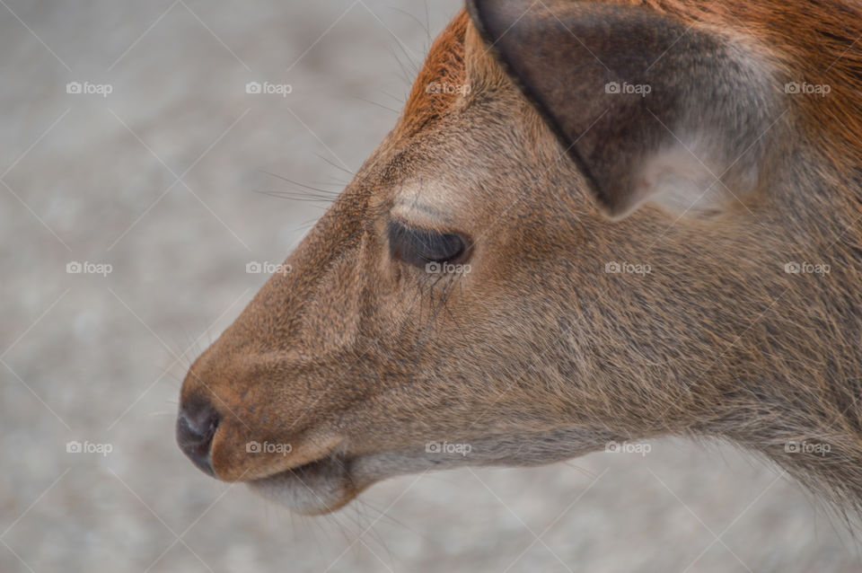 Close-up Of A Japanese Deer