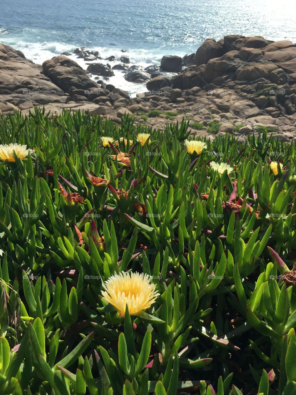 Yellow flower on the beach 