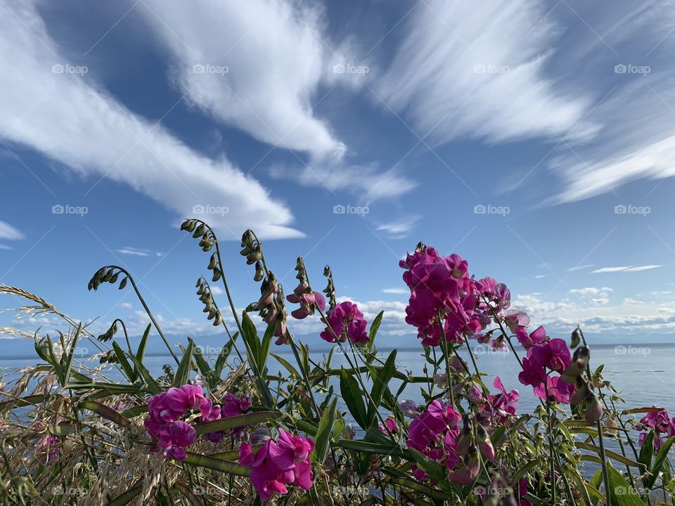 Summertime and the pink flowers blooming on the coast against the blue sky with some puffy clouds