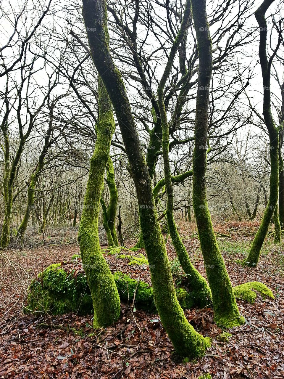 Winter forest