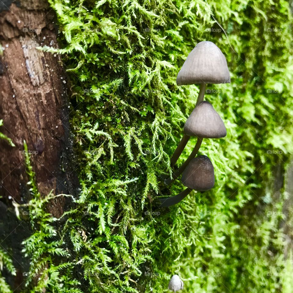 Fungi in moss