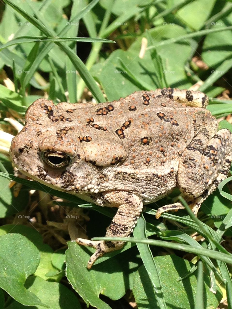 Backyard habitat. Frog in the backyard