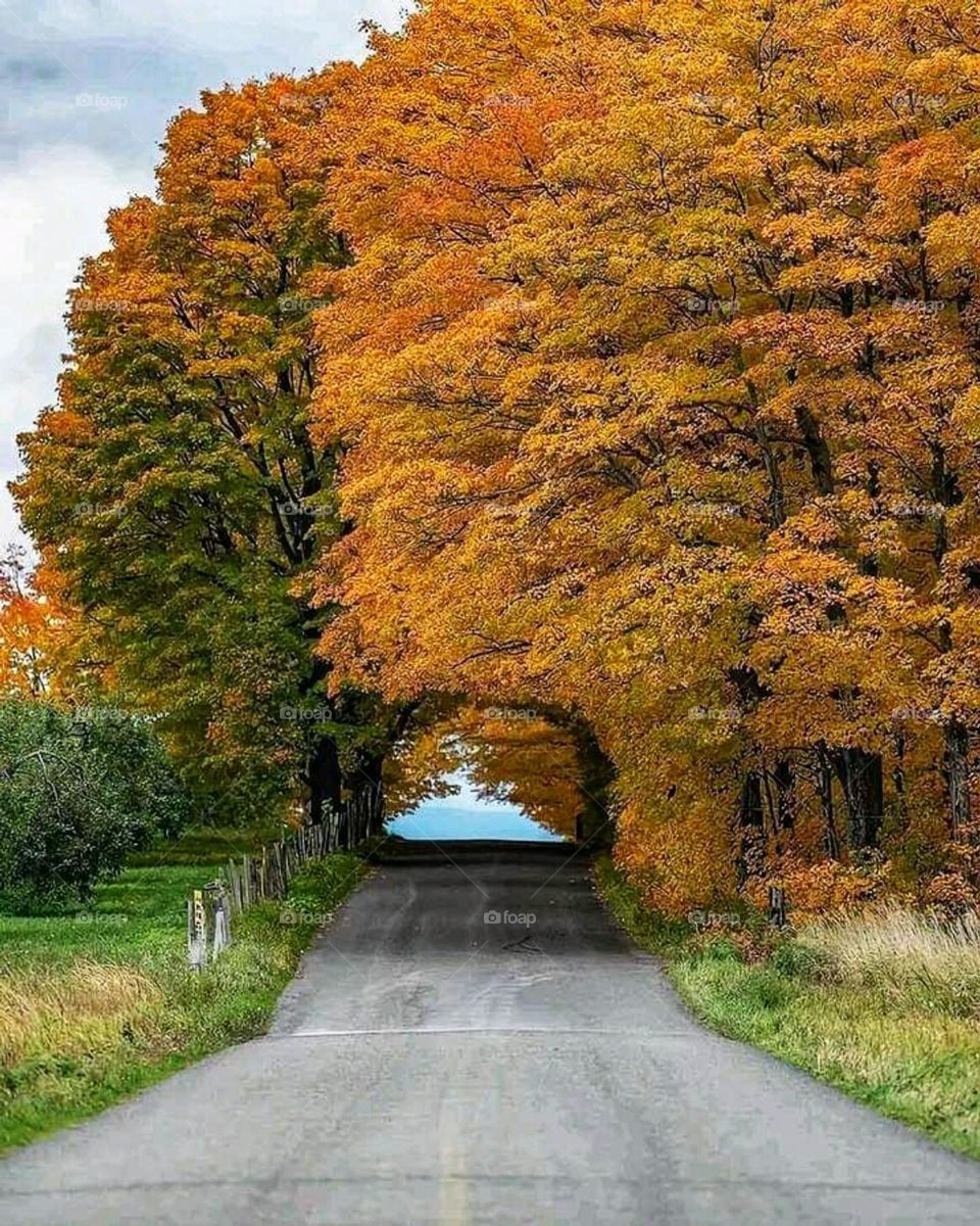 tunnel of trees canada