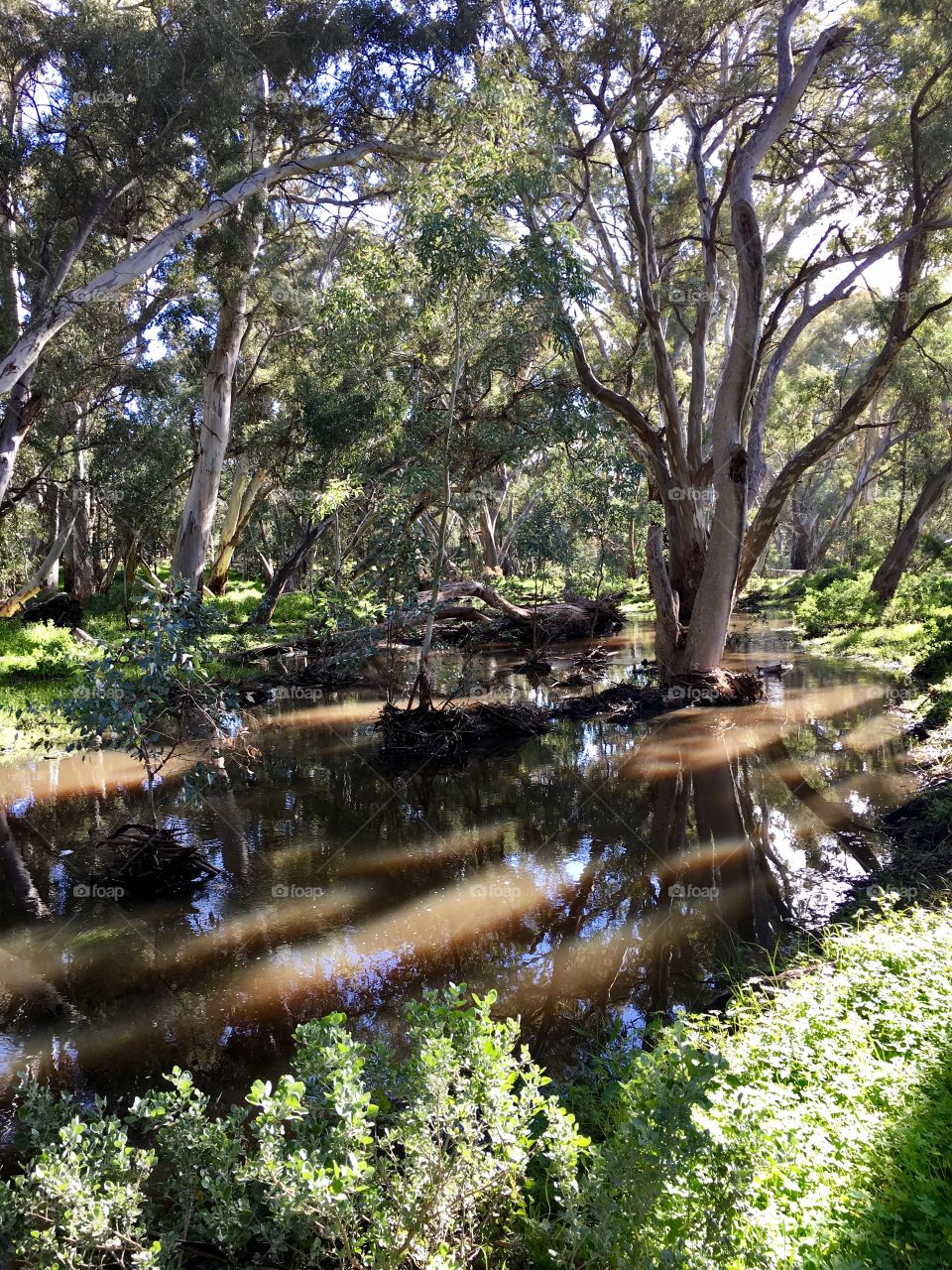 Eucalyptus grove tree shadows on a stream in south Australia's Flinders Ranges area during an uncommonly wet spring 