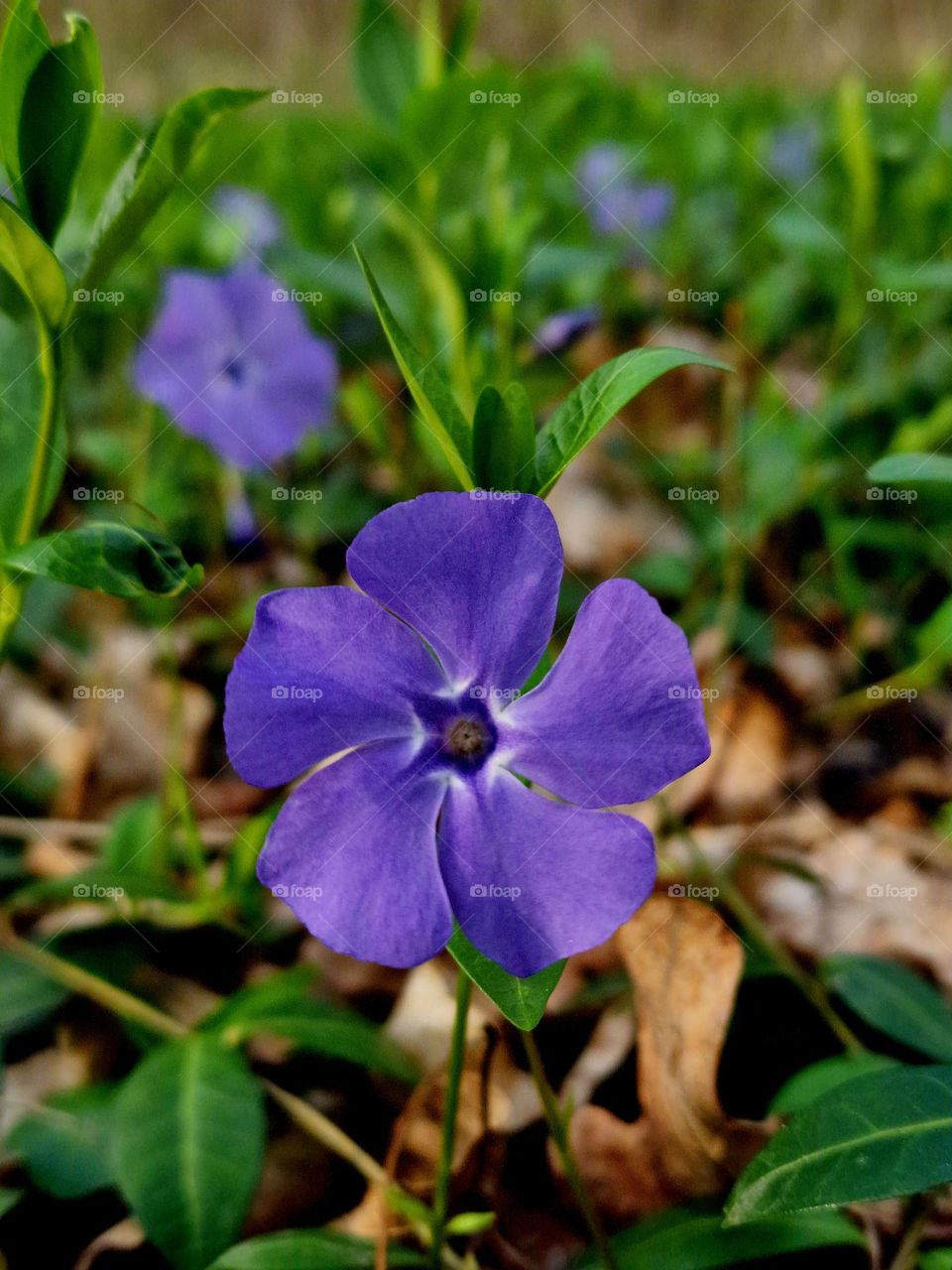 the purple of spring