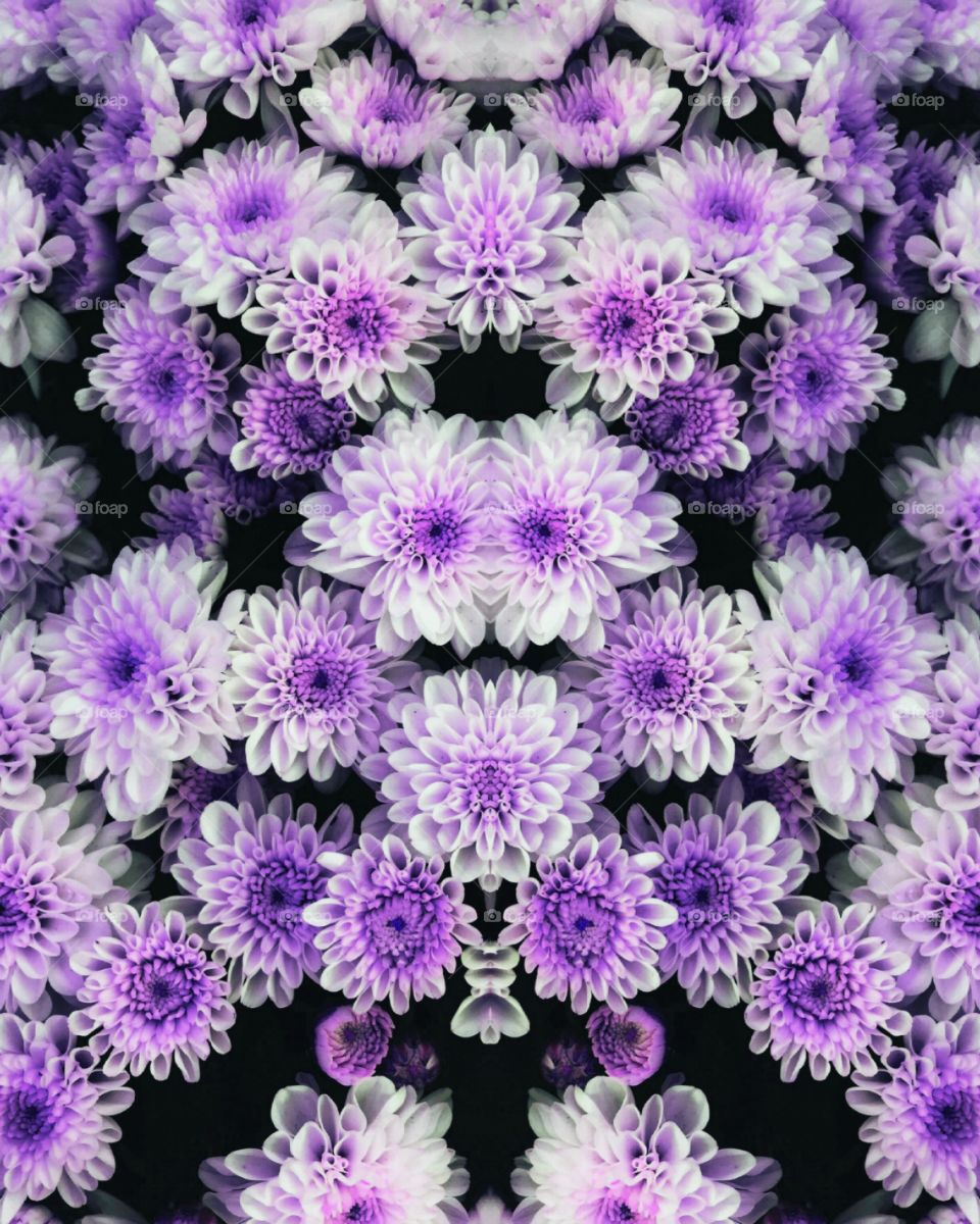 beautiful purple and white flowers background