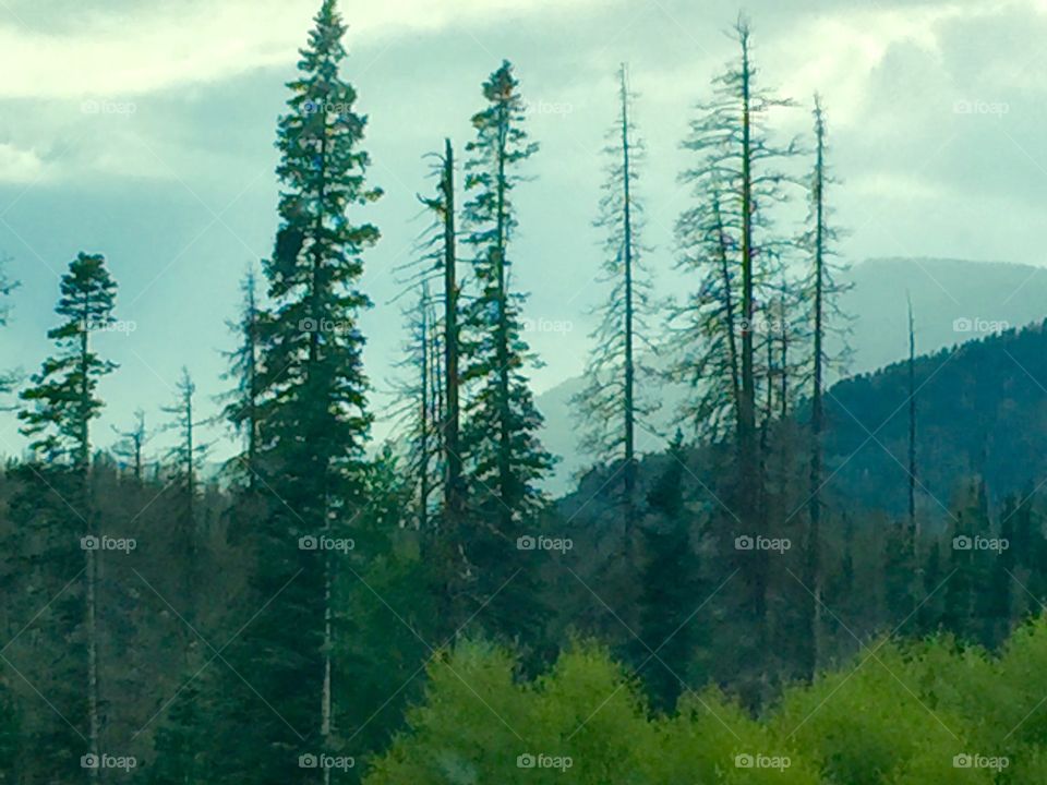 Forest Durango