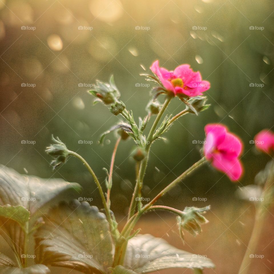 Macro strawberry flowers with water drops in sunlight