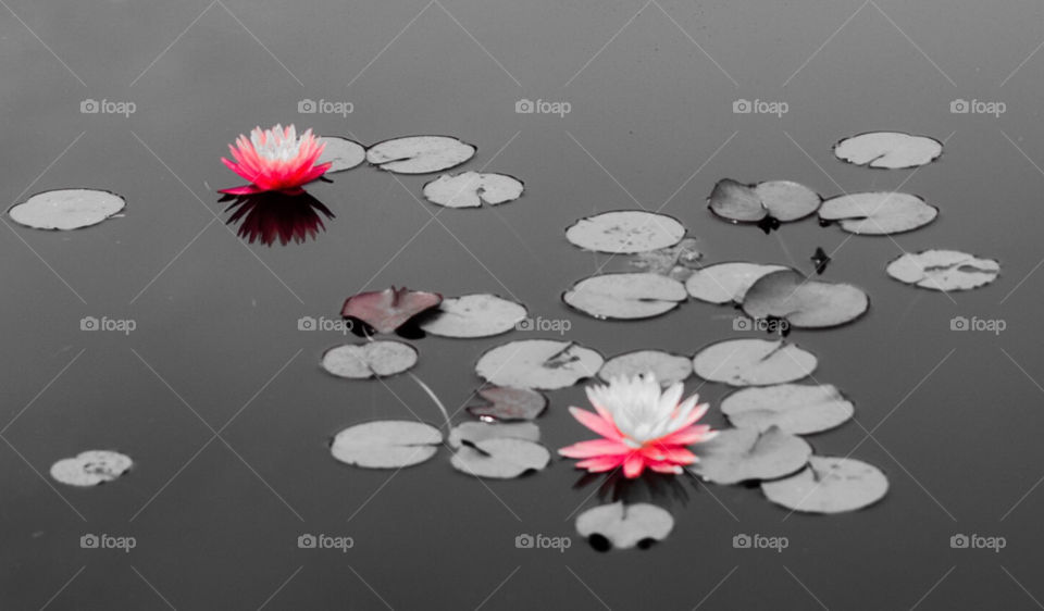 Waterlillies