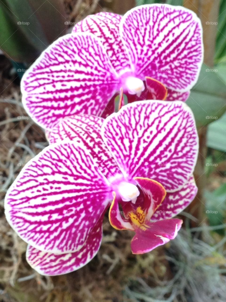 Pretty Orchids