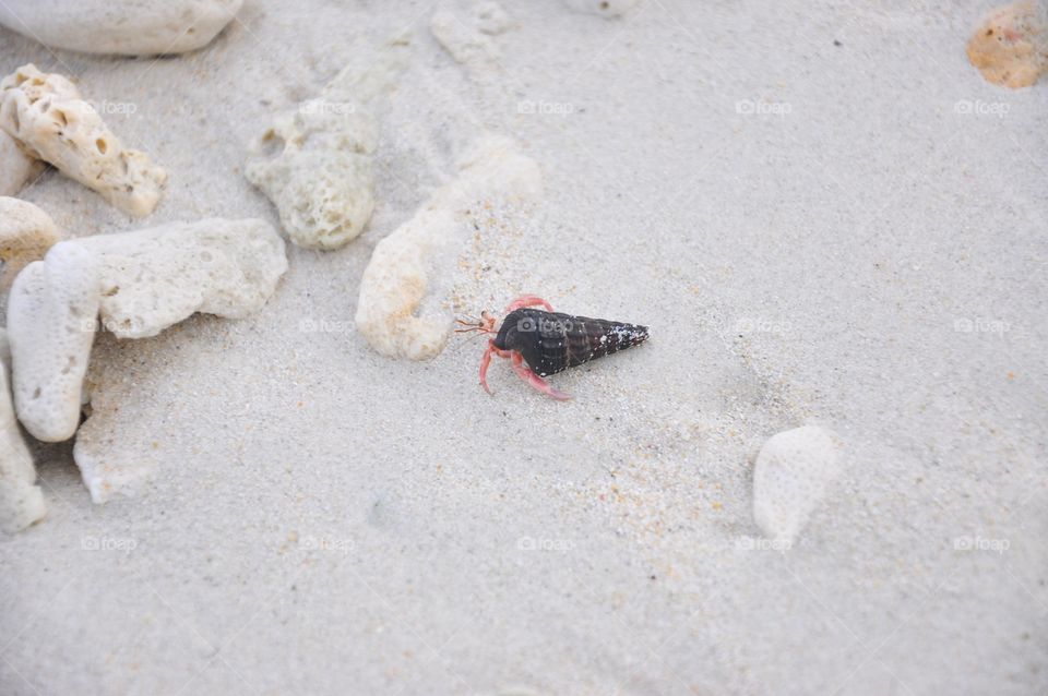 Sand, Beach, No Person, Seashore, Shell