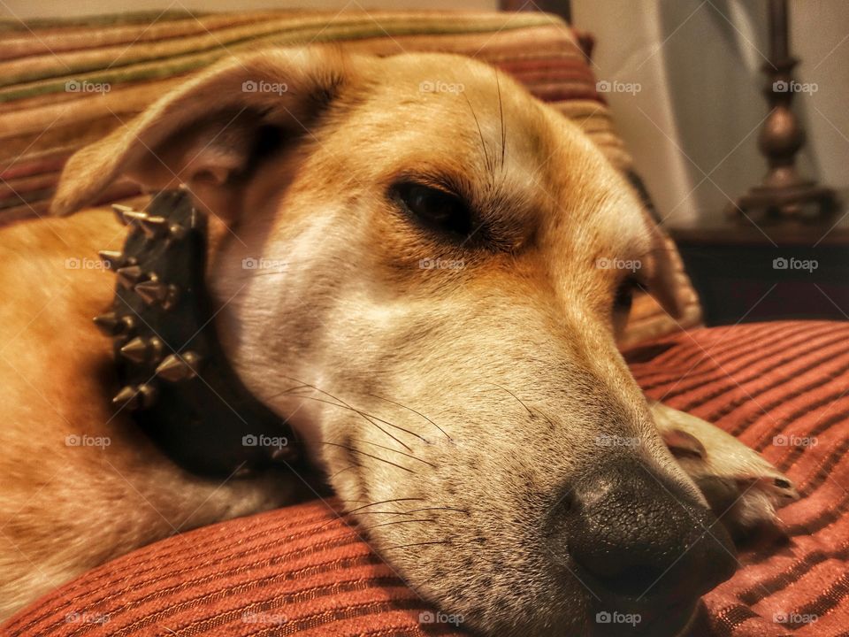 Yellow Lab At Rest