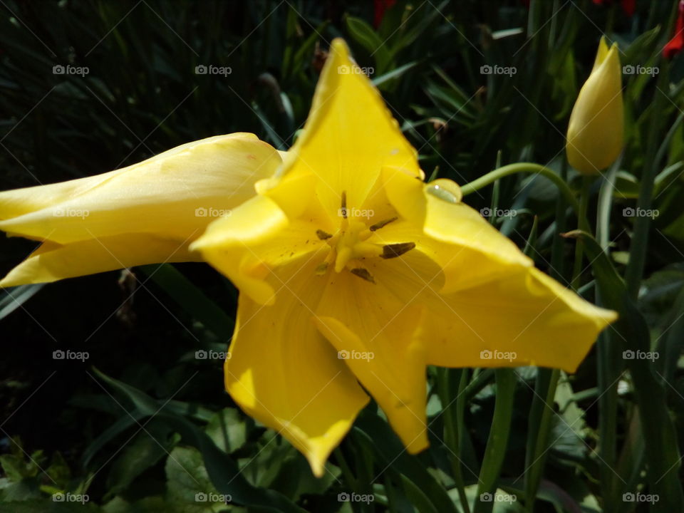 rain drops on a yellow tulip