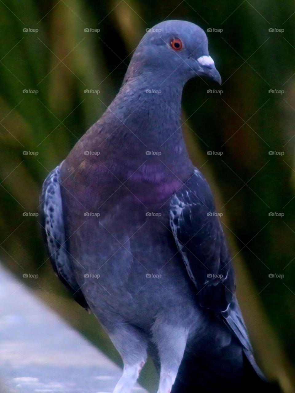 The Beauty of a Pigeon