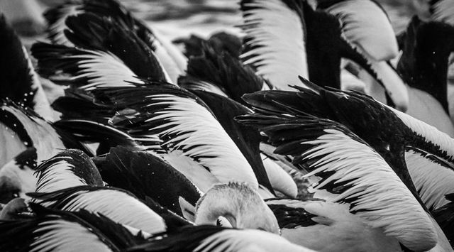 Pelicans fishing in black and white