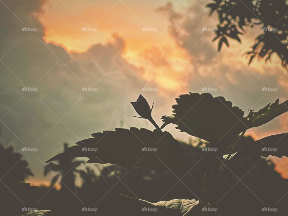Bud waiting to blossom under a cloudy evening sky