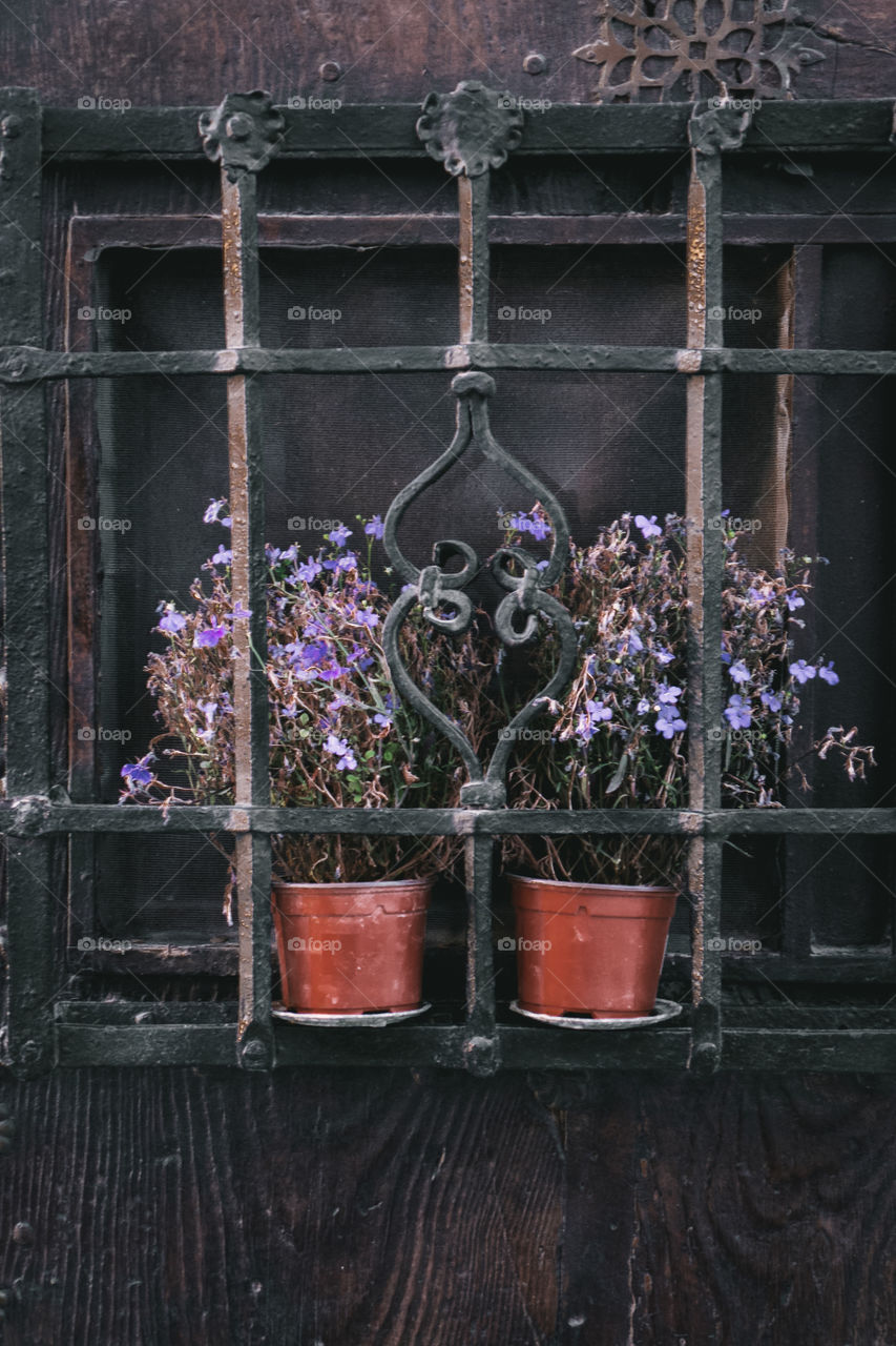 Plants in the pots 