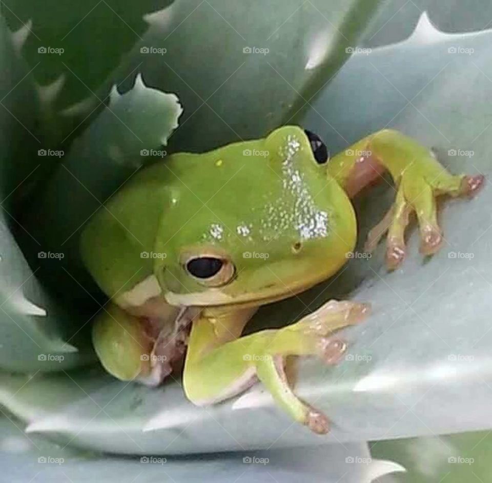 Tree frog eating old skin