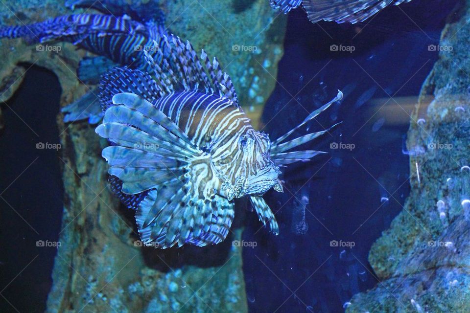 lionfish