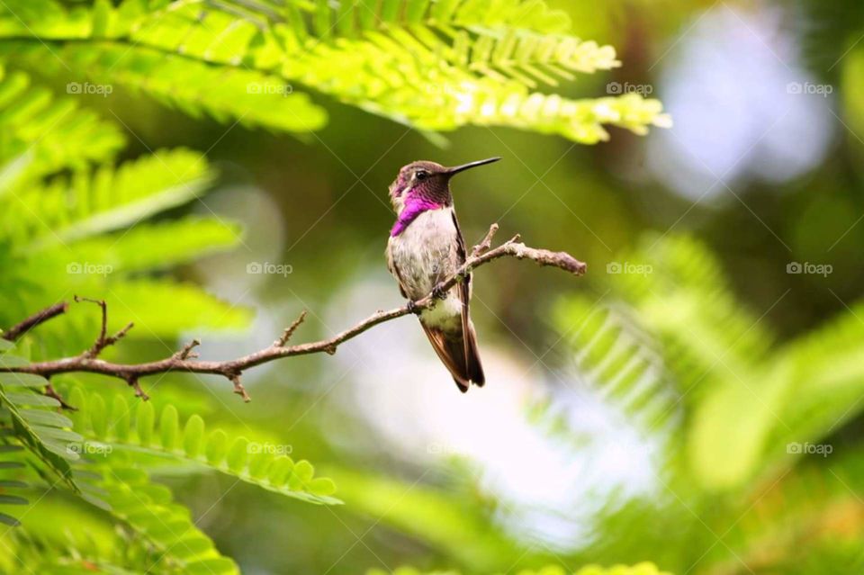 Hummingbird perched on branch in summer tropical forest