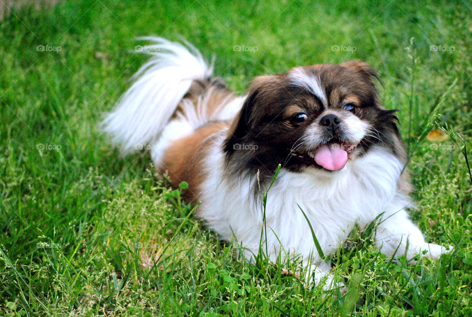 Dog playing with toy in grass