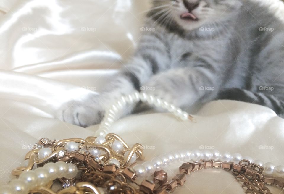 Cat and jewerly