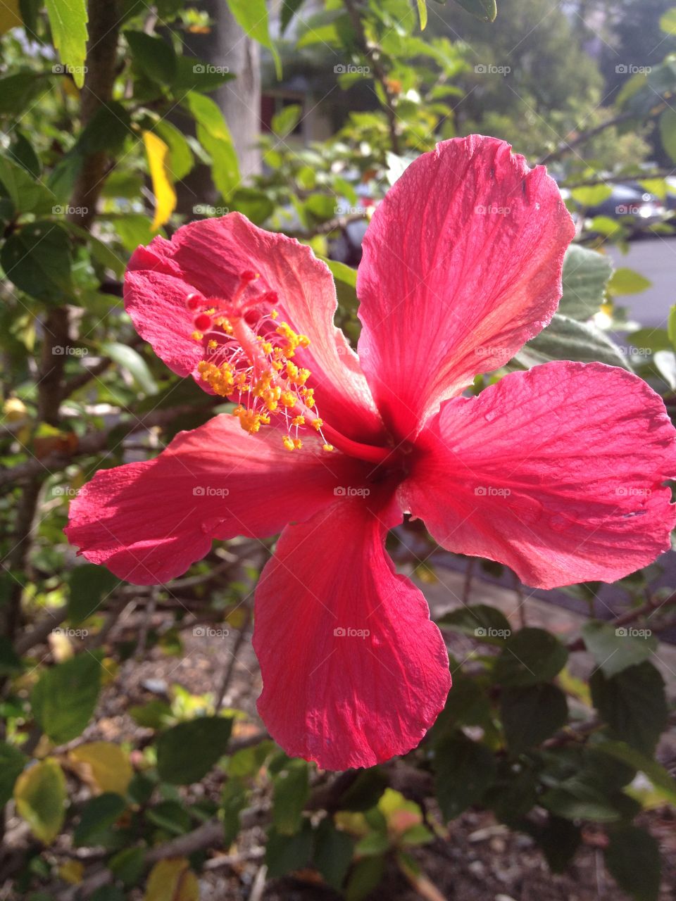 Red hibiscus 