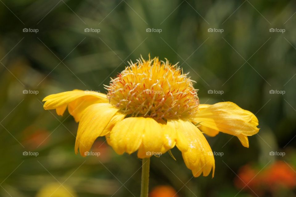Yellow flower close up