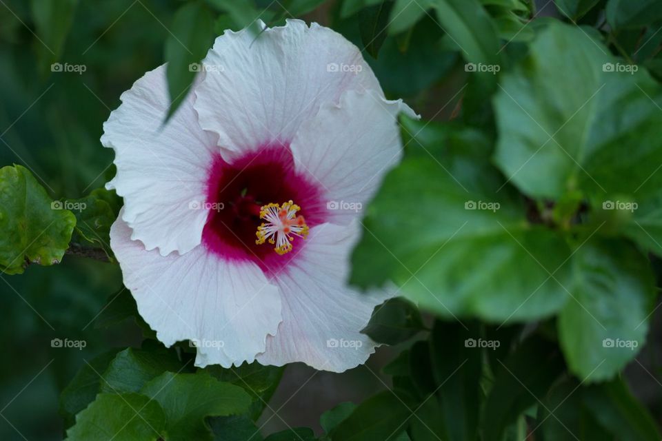 Hibiscus 