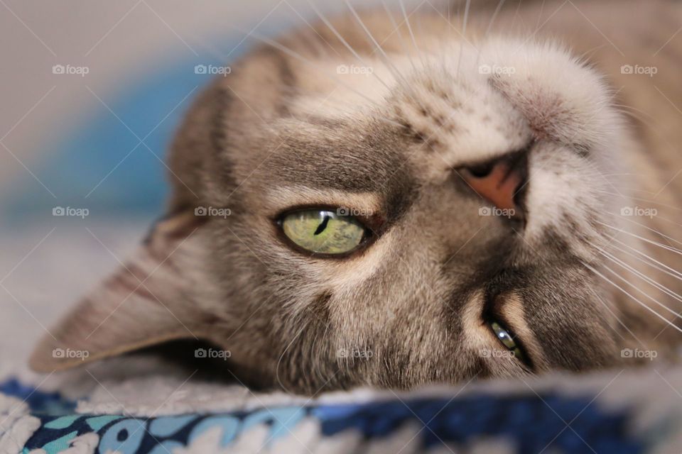 Lo sguardo delle coccole