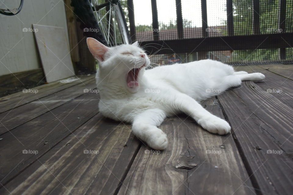 yawn. cat yawns