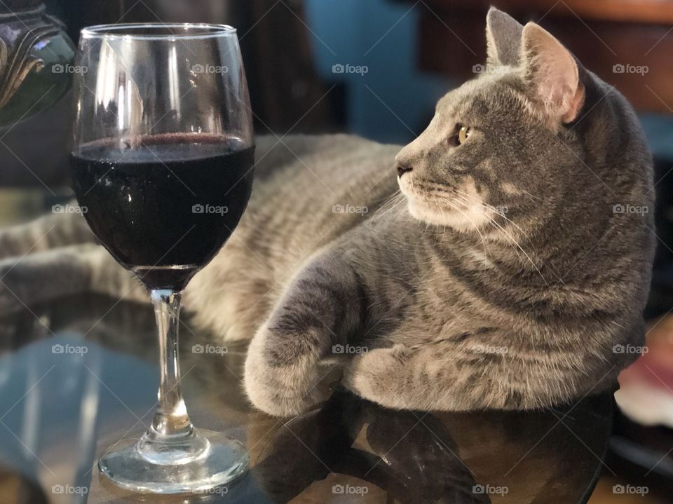 Lazy Sunday, cat and wine 