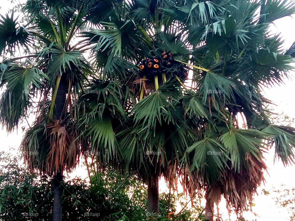 Asian palmyra palm