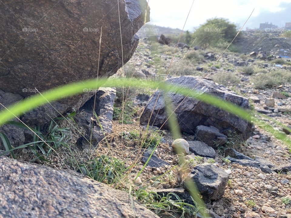 in the beloved land of taif 