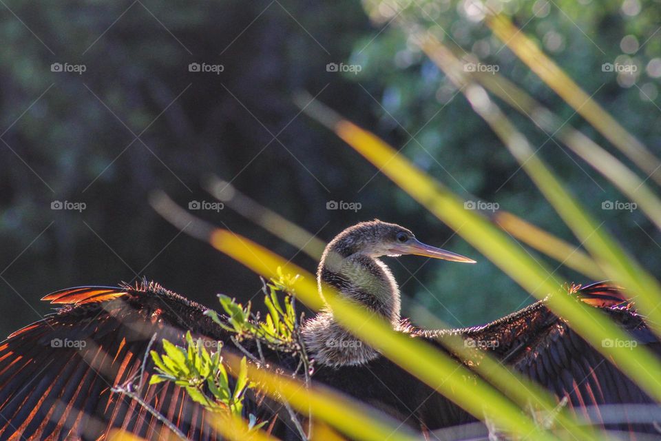 Bird sun bathing 