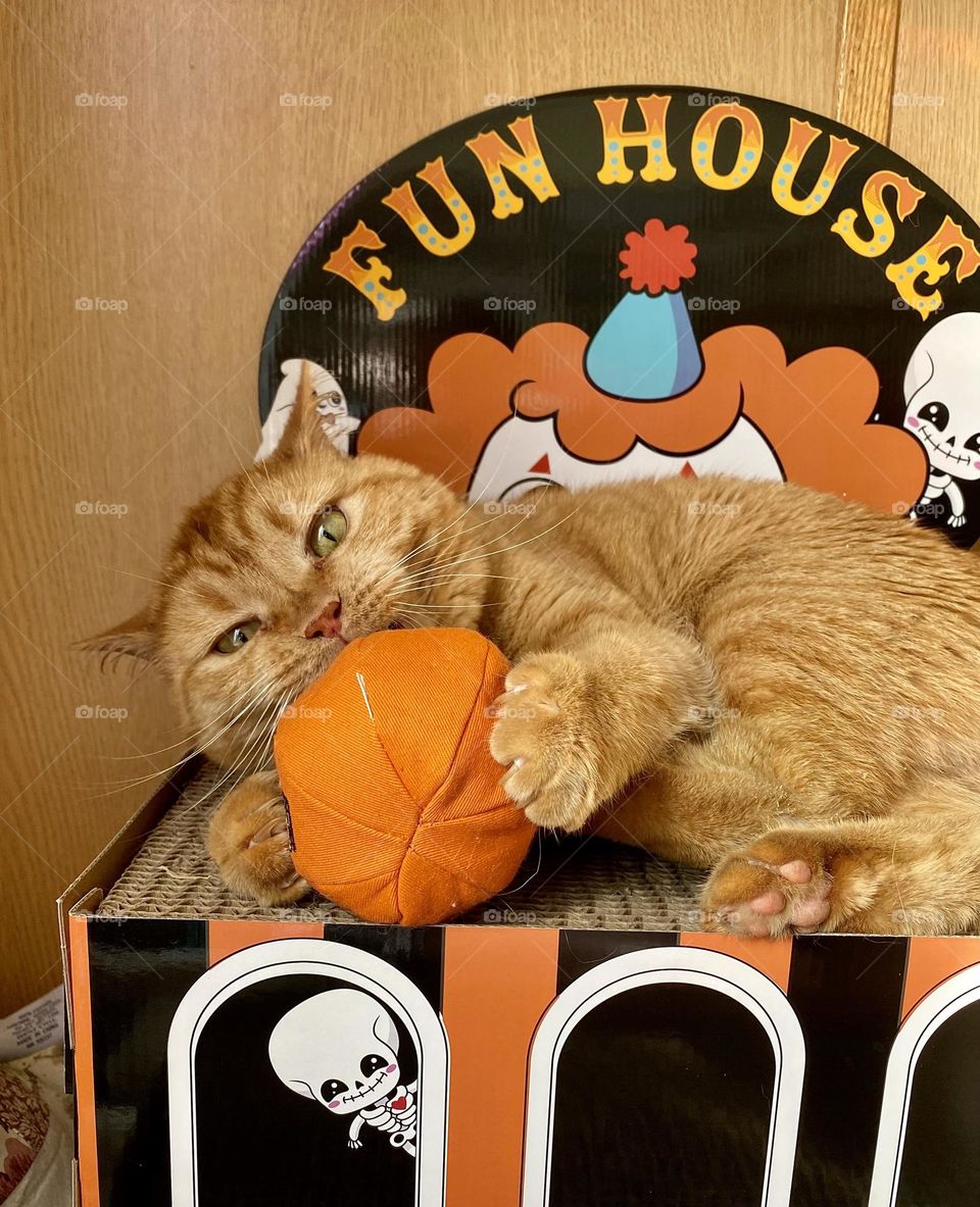 An orange cat playing with a catnip pumpkin toy while sitting on a cardboard cat scratcher house