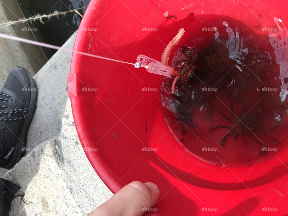 Catching crabs . Crab fishing 