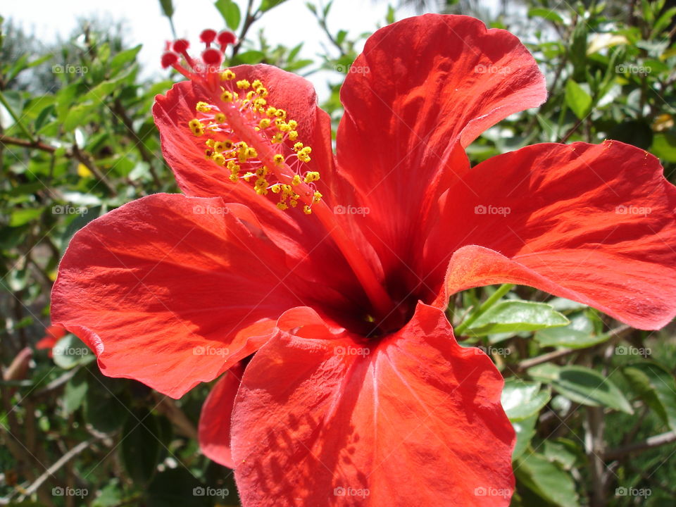 A Red Flower